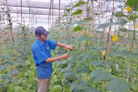 Hợp tác xã Nông nghiệp-Dịch vụ An Phú Thịnh: Mở hướng phát triển vùng rau quả công nghệ cao