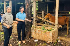 Hội LHPN phường Thống Nhất trao bò giống hỗ trợ hội viên khó khăn