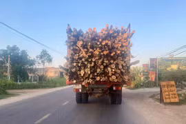 Tạm dừng hoạt động vận chuyển gỗ rừng trồng trên các tuyến đường lên cao nguyên La Vuông để tổ chức tuần lễ du lịch.