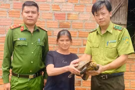 Người dân xã Ia Ly tự nguyện giao nộp rùa núi vàng