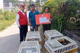 Hội Chữ thập đỏ Gia Lai hỗ trợ 200 con gà giống làm sinh kế cho 2 hộ khó khăn, bệnh tật