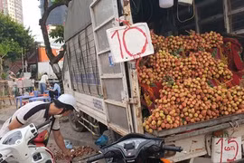 Mùa vải chín