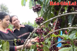 Xuất khẩu nông sản của Gia Lai tăng trưởng ấn tượng