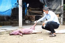 Phường Hoài Nhơn Bắc xử phạt 14 triệu đồng đối với 2 cá nhân mua bán, giết mổ heo chết.