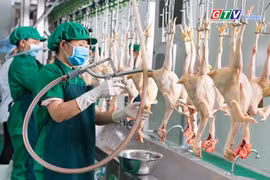Toàn cảnh Gia Lai 24h: Hỗ trợ đến 5 tỷ đồng phát triển cơ sở giết mổ tập trung