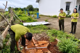 Vụ cưa hạ cây tại trụ sở xã Hbông cũ: UBND xã Ia Hrú chưa thống nhất báo cáo xác minh