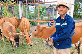 Xã Uar hỗ trợ 27 con bò sinh sản cho hộ nghèo, cận nghèo