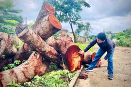 Cần khẩn trương kiểm tra, làm rõ trách nhiệm tổ chức, cá nhân trong vụ chặt hạ hàng loạt cây xanh tại trụ sở UBND xã Hbông cũ (nay là xã Ia Hrú). Ảnh: M.P