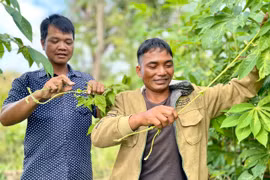 Hai rau tkắt