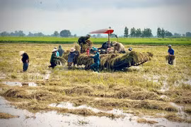 Tranh thủ trời tạnh, hỗ trợ dân gặt lúa ngập lụt