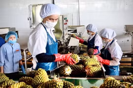 Hàng chục ngàn hộ kinh doanh tại Gia Lai đang đứng trước cơ hội chuyển mình thành doanh nghiệp với nhiều chính sách hỗ trợ về vốn, thuế, nâng cao năng lực quản trị và chuyển đổi số.