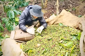 Xã Kbang hoàn thành rà soát dữ liệu vùng trồng sầu riêng, cà phê