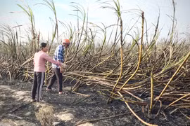 Mía quá vụ “kẹt” giữa đồng, nông dân thấp thỏm nỗi lo thiệt hại.
