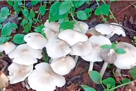 Mùa nấm mối