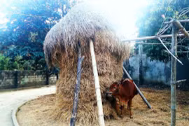 Ký ức rạ rơm