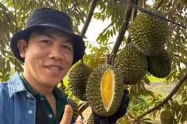 Những điều cần biết cho người muốn kinh doanh sầu riêng