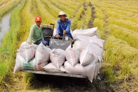 Giá gạo xuất khẩu giảm nhưng vẫn giữ vị trí số 1 thế giới