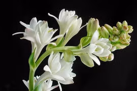 Lời cảm tạ