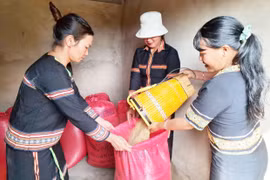 Hạt thóc nghĩa tình