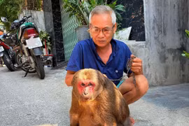 Khỉ mặt đỏ nặng 15kg được người dân giao nộp sau nhiều năm nuôi dưỡng