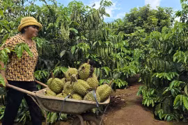 Nông nghiệp Gia Lai chuyển mình từ “sản xuất thô” sang kinh tế nông nghiệp bền vững 
