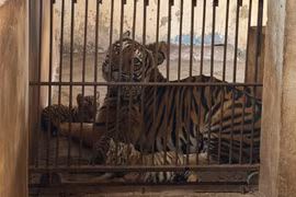 Ba con hổ Bengal vừa chào đời tại vườn thú FLC Zoo Safari Park Quy Nhơn