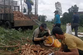 Doanh nghiệp tăng thu mua, tỉnh định hướng phát triển bền vững