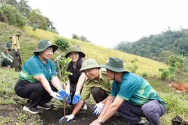 Chung tay phục hồi 10,6 ha rừng tự nhiên tại xã Krong