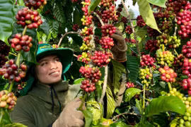 Gia Lai: Xuất khẩu 2 tháng đạt hơn 33,88% kế hoạch