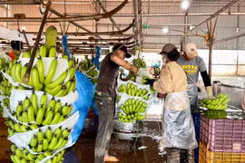 Gia Lai đặt mục tiêu kim ngạch xuất khẩu đạt trên 17 tỷ USD giai đoạn 2026-2030 