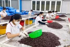Gia Lai: Các cụm công nghiệp đang hoạt động được lấp đầy khoảng 81% diện tích