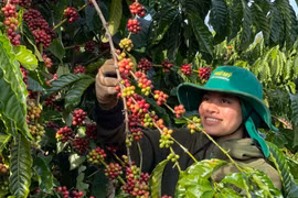 Kim ngạch xuất khẩu cà phê 7 tháng ước đạt gần 1 tỷ USD