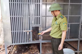 Vây bắt thành công 2 con khỉ đi lạc về chăm sóc.