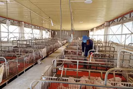 Kiểm tra việc chấp hành pháp luật về bảo vệ môi trường tại các cơ sở chăn nuôi.
