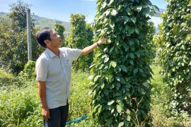 Nâng tầm giá trị hồ tiêu Gia Lai