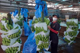 Gia Lai mở hướng xuất khẩu nông sản qua Cửa khẩu quốc tế Tà Lùng