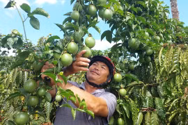 Giá chanh dây tăng nhưng nguồn cung vẫn thiếu hụt.