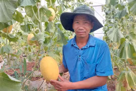 Nông nghiệp sạch nâng tầm giá trị nông sản