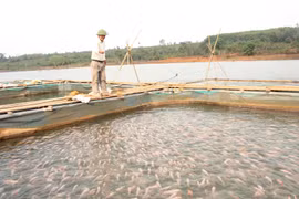20 hộ dân xã Kon Gang được tập huấn nuôi cá điêu hồng trong lồng bè 