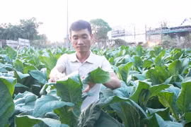 Người Hưng Hà trên đất Phú Túc