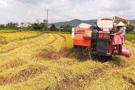 Canh tác lúa giảm phát thải vụ Đông Xuân 2025 - 2026: Hiệu quả cao