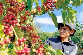 Cà phê Gia Lai hướng đến chuỗi giá trị toàn cầu