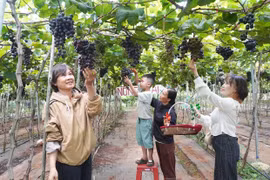 Những vườn nho hút khách ở cao nguyên