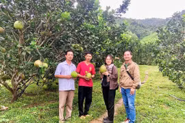 Tổ hội nghề nghiệp: “Bệ phóng” kinh tế ở cơ sở