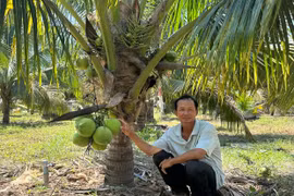 Phát triển cây dừa hữu cơ: Hướng đi bền vững cho nông dân