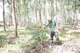 Giữ màu xanh cho đất, giữ sinh kế cho người dân