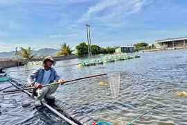 Ngành nuôi trồng thủy sản phục hồi tích cực