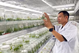 Người gieo rừng trong bình thủy tinh