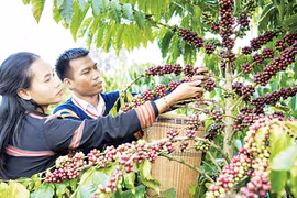 Trồng trọt trở thành trụ cột của nông nghiệp hàng hóa
