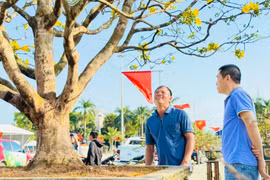 Mai vàng 'ngũ phúc' tiền tỷ ở Quảng Ngãi: Đế tứ diện, dáng thế không tì vết